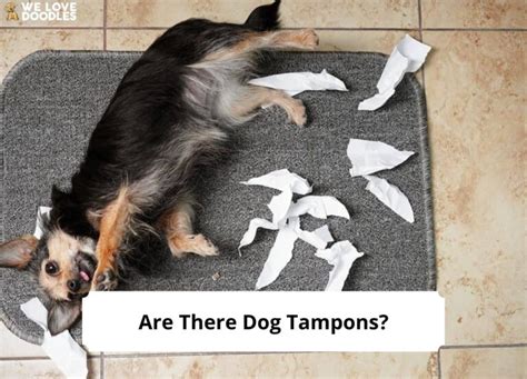 dog swallowed a tampon|putting tampon in dog.